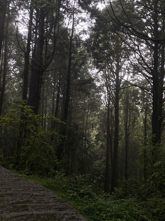 🌲 阿里山森林遊樂區攻略｜五奇連發 × 森林小火車 × 日出雲海 🌄 