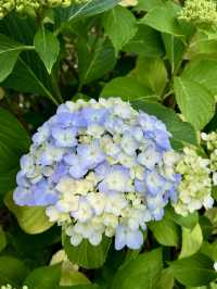 繡球花@長生浦鯨魚文化村