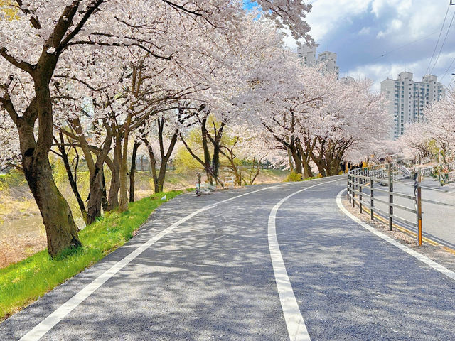 김포 인기 벚꽃 명소 계양천 벚꽃길