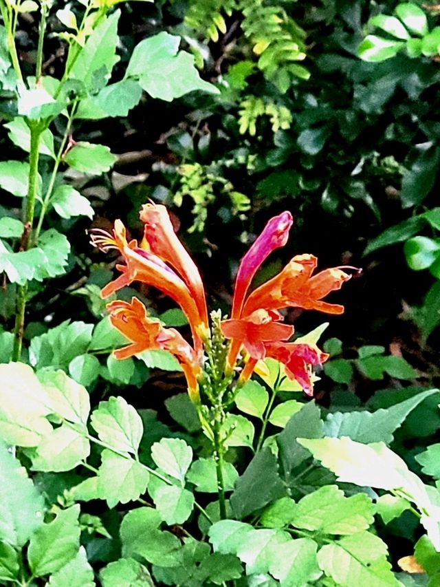 Strolling through the charming Floral Ridge