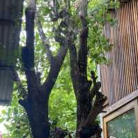 CHAPTER 2WO COFFEE, Saraphi