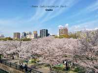 แจกพิกัดชมซากุระที่โอซาก้า Kema Sakuranomiya Park