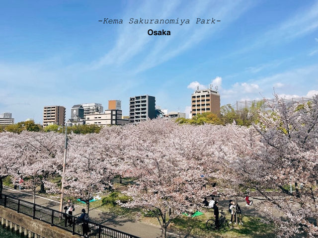 แจกพิกัดชมซากุระที่โอซาก้า Kema Sakuranomiya Park