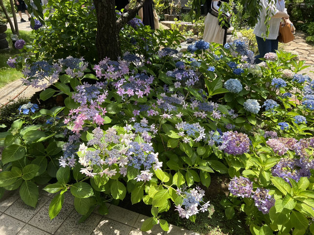 法輪寺花手水 東京新宿市區景點