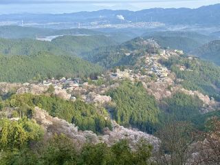 染井吉野의 발원지
