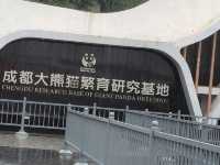 🎋【成都｜大熊貓基地】🐼 熊貓控的天堂 × 私人導覽超值推薦 × 捐款還送限量熊貓娃娃！