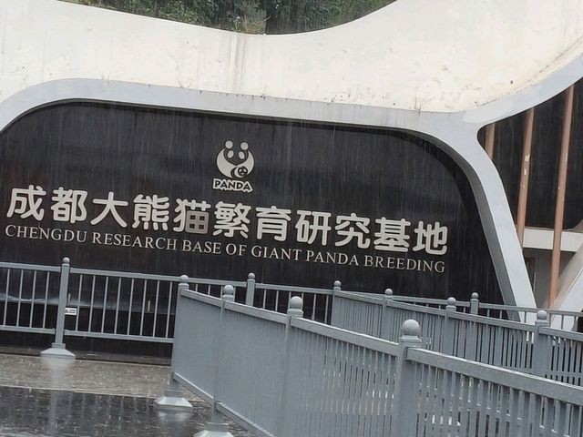 🎋【成都｜大熊貓基地】🐼 熊貓控的天堂 × 私人導覽超值推薦 × 捐款還送限量熊貓娃娃！