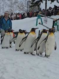 🐧 Rushing for Penguins at Asahiyama Zoo, Hokkaido 🐾