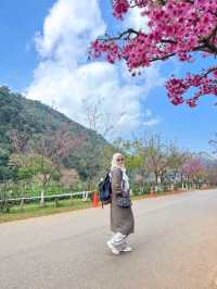 ดอกซารุระเมืองไทย ดอยอ่างขาง จ.เชียงใหม่