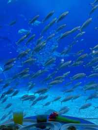 Okinawa Churaumi อควาเรียมที่ต้องมา🇯🇵🐬