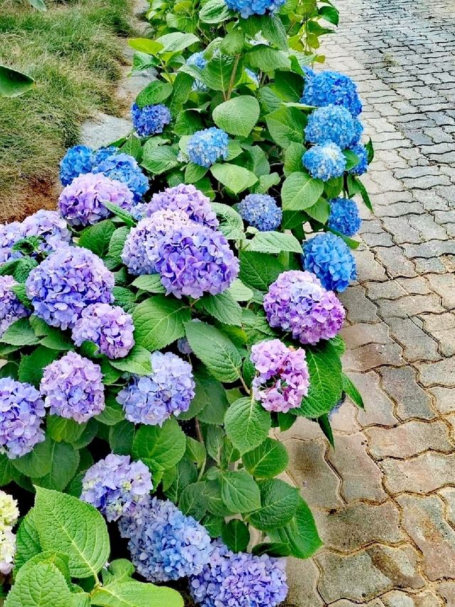韓國花卉公園