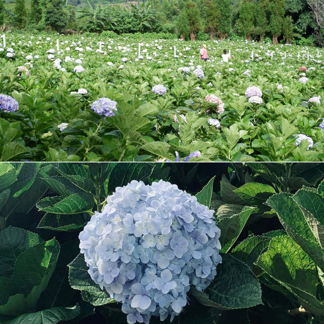 ดอกไฮเดรนเยียที่ขุนแปะ 💐