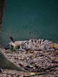 KL Wild Side: Leap Into Zoo Negara’s Jungle Adventure 