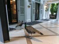 Colonial Elegance and Island Serenity – A Hidden Gem at The Barracks Hotel Sentosa