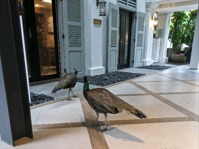 Colonial Elegance and Island Serenity – A Hidden Gem at The Barracks Hotel Sentosa