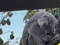 塔龍加動物園遊玩攻略