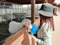 Rooster Cogburn Ostrich Ranch|圖森必玩餵食動物趣味攻略