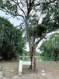 Taman Tasik Cyberjaya: Peaceful Green Escape with Scenic Lakes and Sunset Views