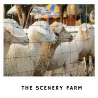 🐑 The Scenery Vintage Farm ฟาร์มในฝันกลางหุบเขา