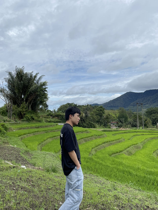 🌾 Medan’s Rice Terraces Are Nature’s Quiet Masterpiece