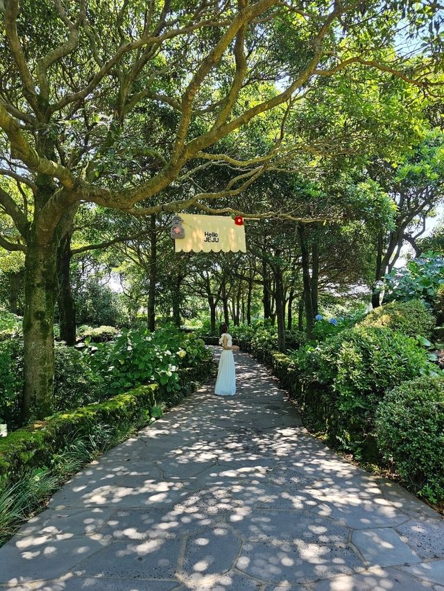 冬の赤い椿、夏のアジサイ。季節を感じる自然散策をカメリアヒルで🍃
