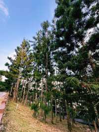 夕暮れの奇跡、プトラジャヤの緑の丘で深呼吸