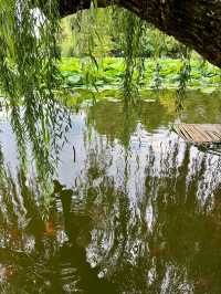 “Lotus Jewel of Kunming: Cuihu’s Summer Serenity”