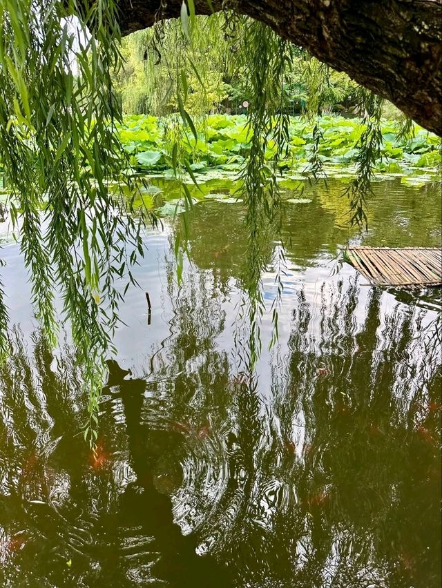 “Lotus Jewel of Kunming: Cuihu’s Summer Serenity”