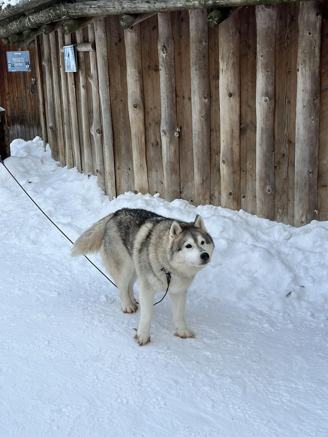 ❄️ 北極圈的仲夏童話｜聖誕老人村・哈士奇雪原探險