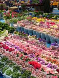 Blossom Wonderland of Dounan