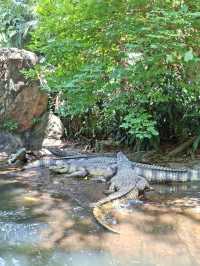 ล่องเรือชมสัตว์ป่าสไตล์ Safari @Adventureland