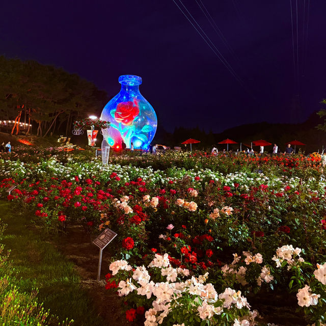 蔚山バラ祭り🌹 蔚山バラ祭り🌹