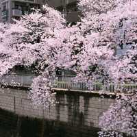 文京・関口 神田川沿いの桜を狙う — 撮影ポイント＆ランチガイド