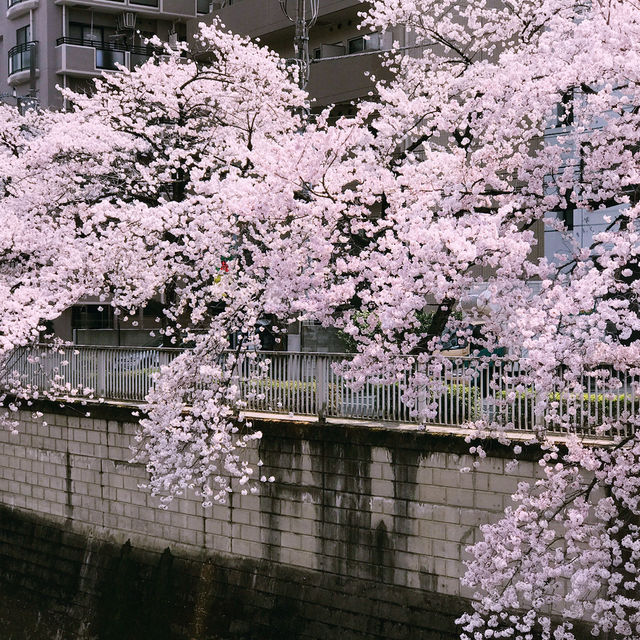 文京・関口 神田川沿いの桜を狙う — 撮影ポイント＆ランチガイド