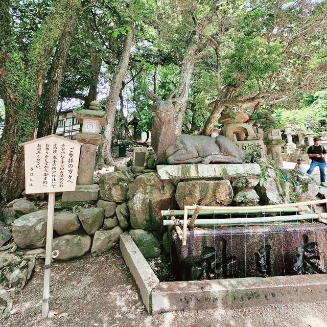 Kasuga Taisha Shrine : Nara’s Timeless Lantern Sanctuary