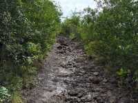 Discovering the Natural Beauty of Le Morne