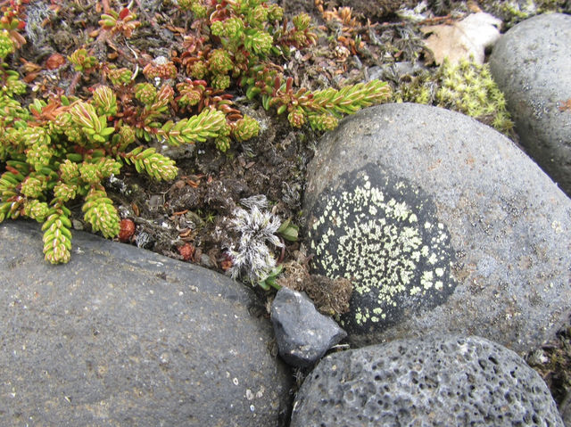 冰島Jökulsárlón冰河湖