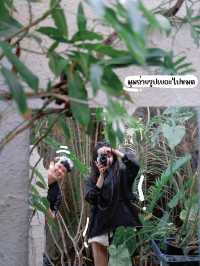 🌿☕ ปูรณ์/POON คาเฟ่ชิลกลางชลบุรี