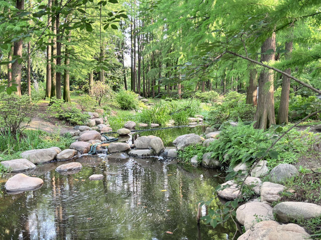 🌳【上海隱藏的“綠野仙蹤”!共青森林公園:城市中心的天然氧吧,隨手一拍就是森林大片!】🌳  🌳【上海隱藏的“綠野仙蹤”!共青森林公園:城市中心的天然氧吧,隨手一拍就是森林大片!】🌳