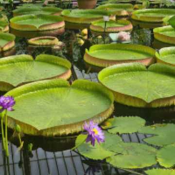 Kew Gardens – London, England