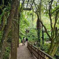 Domain Wintergardens (Auckland) 🌸