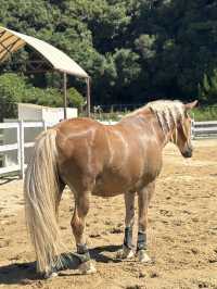 🇯🇵 Shirahama Adventure World Zoo Day🦒