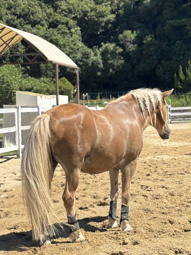 🇯🇵 Shirahama Adventure World Zoo Day🦒 🇯🇵 Shirahama Adventure World Zoo Day🦒