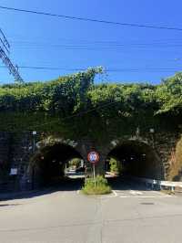 熱海｜隱身在樹林中來宮神社 繞神木一圈能延命一年傳說