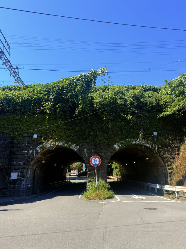 熱海｜隱身在樹林中來宮神社 繞神木一圈能延命一年傳說
