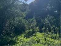 Monsanto Forest Park