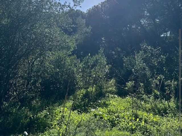 Monsanto Forest Park