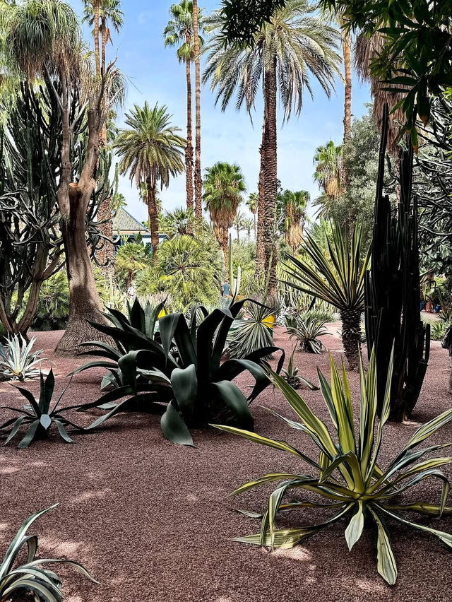 A Colorful Oasis at Le Jardin Majorelle in Marrakesh, Marrakesh-Safi A Colorful Oasis at Le Jardin Majorelle in Marrakesh, Marrakesh-Safi