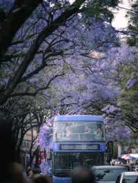 Flower Bloom