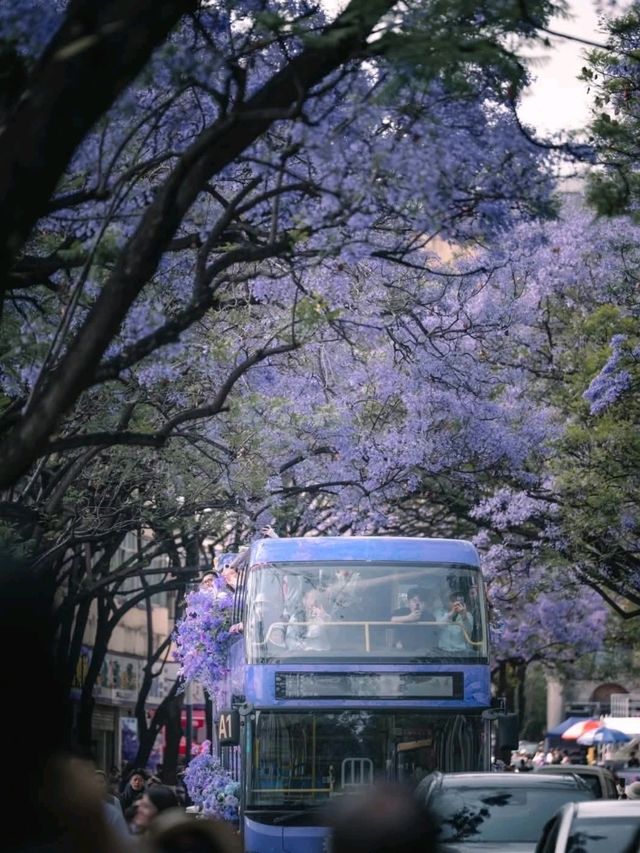 Flower Bloom